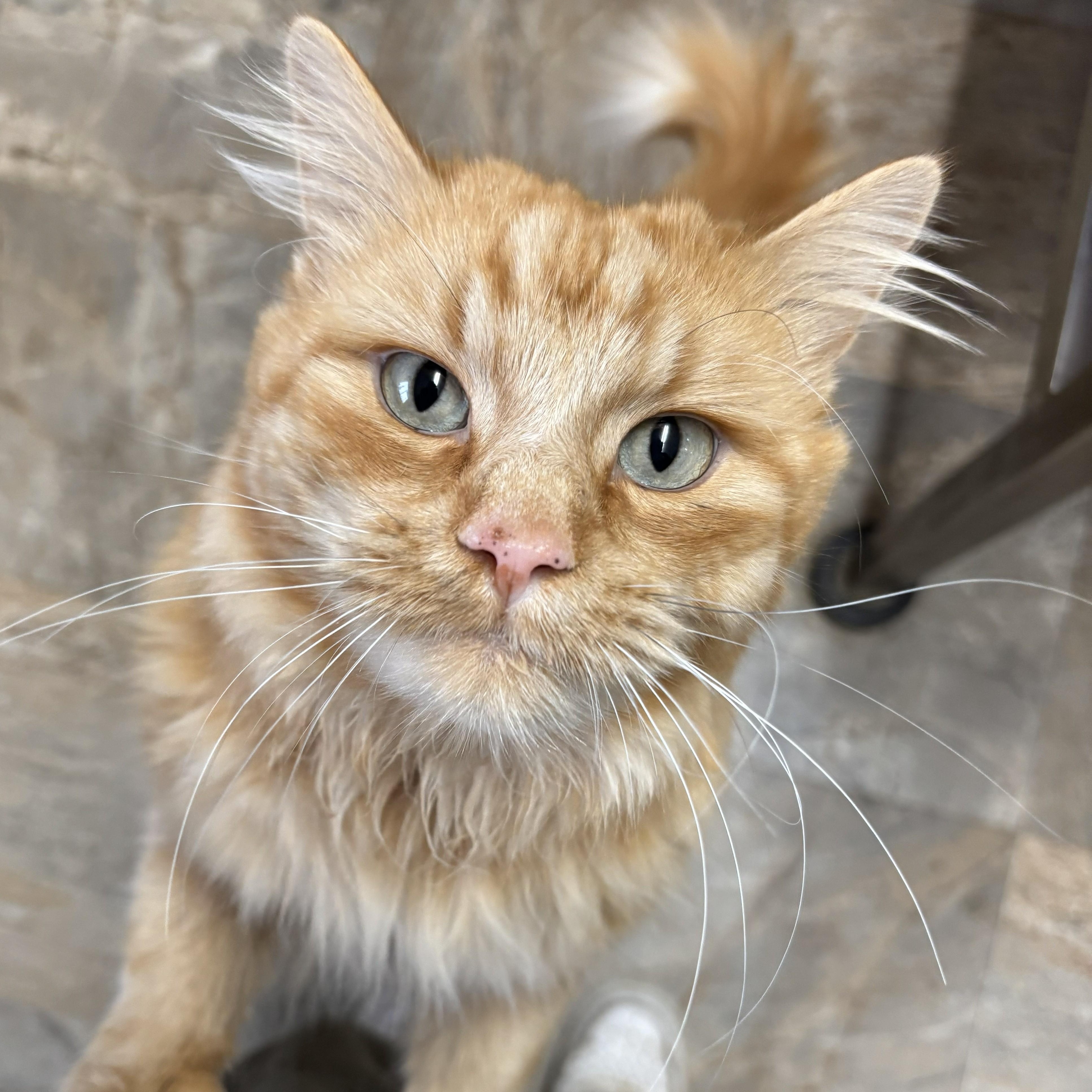 Enlarge Beefcake, an adopted mixed breed in The Dalles, OR image 1/4