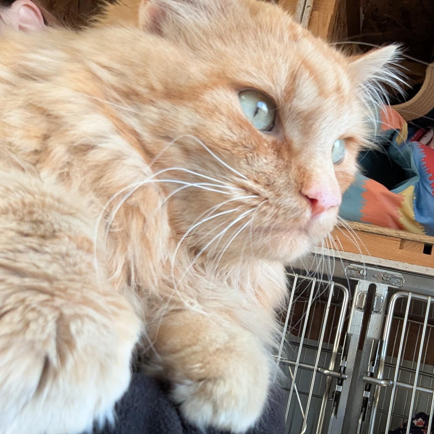 Enlarge Beefcake, an adopted mixed breed in The Dalles, OR image 3/4