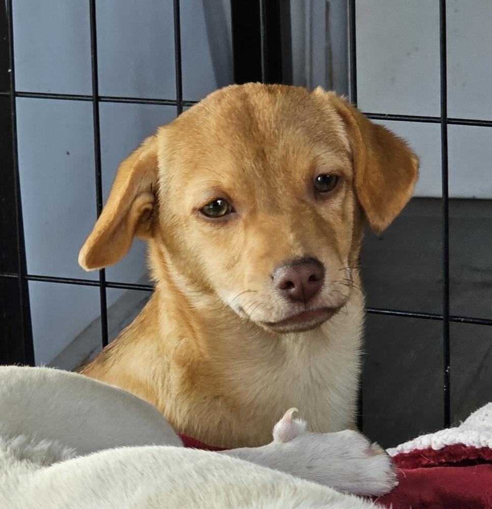 Cinnabon, Adoptable, Puppy Female Chihuahua & Dachshund.