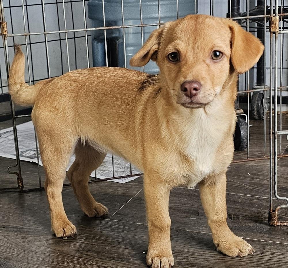Enlarge Cinnabon, a Adoptable mixed breed in Santa Rosa, CA image 2/4