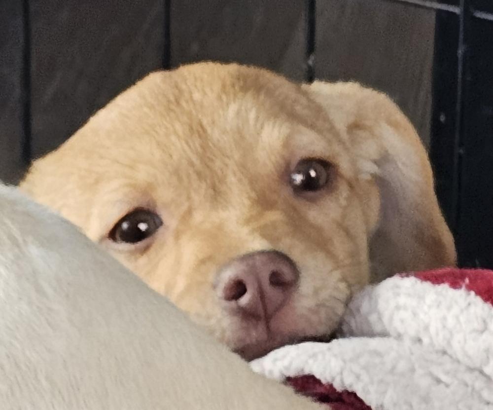 Enlarge Cinnabon, a Adoptable mixed breed in Santa Rosa, CA image 3/4