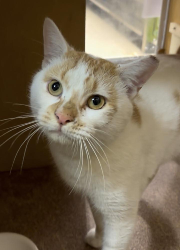 Carmine, Adoptable, Adult Male Domestic Short Hair.