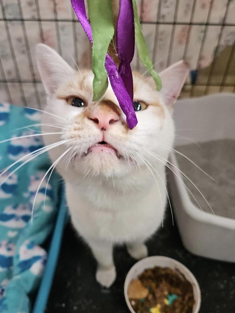 Enlarge Carmine, a Adoptable Domestic Short Hair in Panama City Beach, FL image 2/6