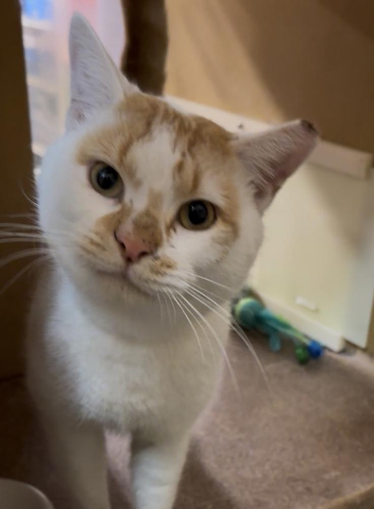 Enlarge Carmine, a Adoptable Domestic Short Hair in Panama City Beach, FL image 3/6