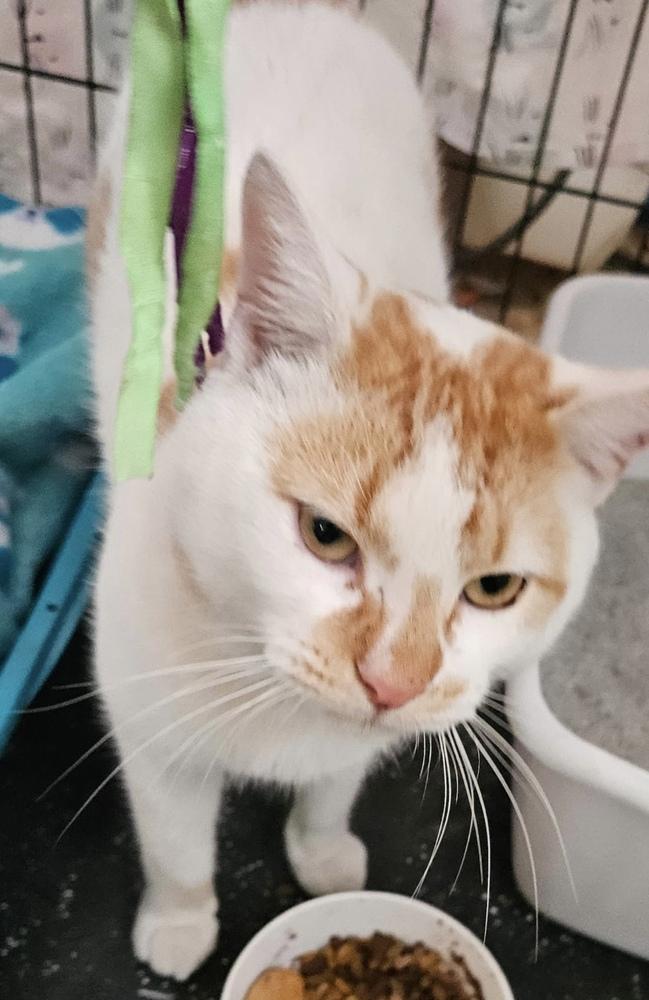 Enlarge Carmine, a Adoptable Domestic Short Hair in Panama City Beach, FL image 4/6