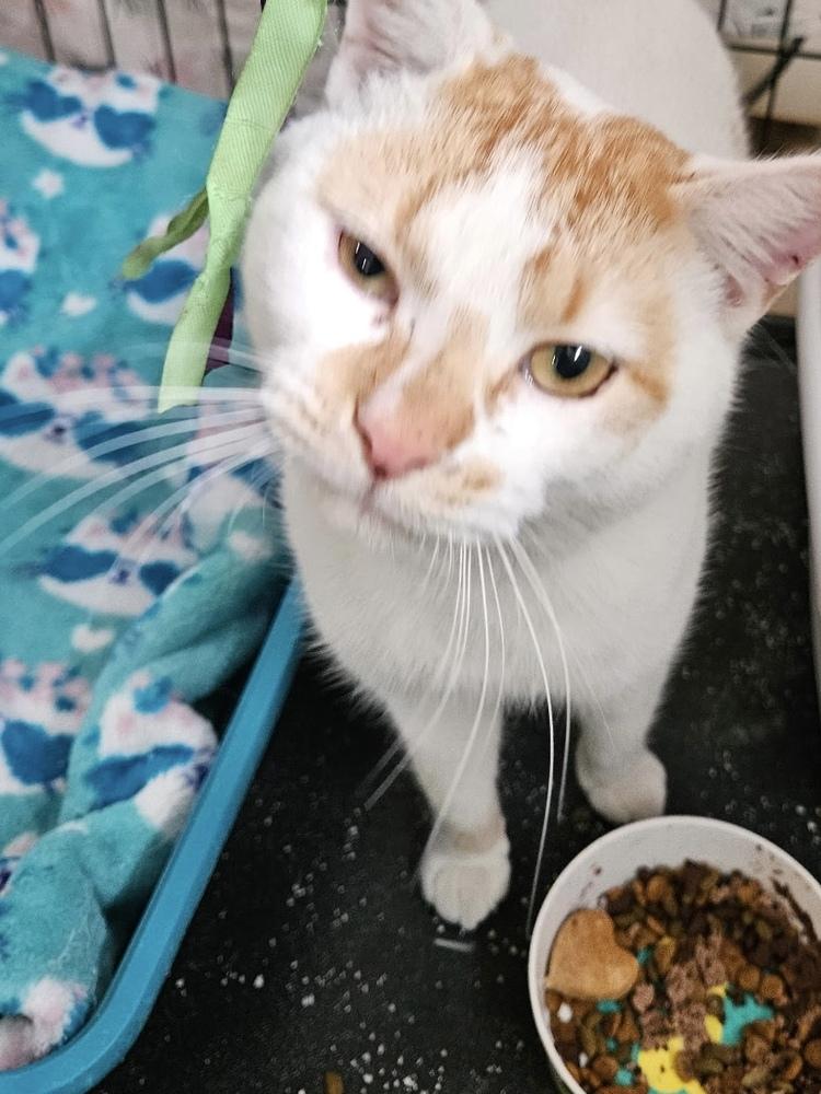 Enlarge Carmine, a Adoptable Domestic Short Hair in Panama City Beach, FL image 5/6