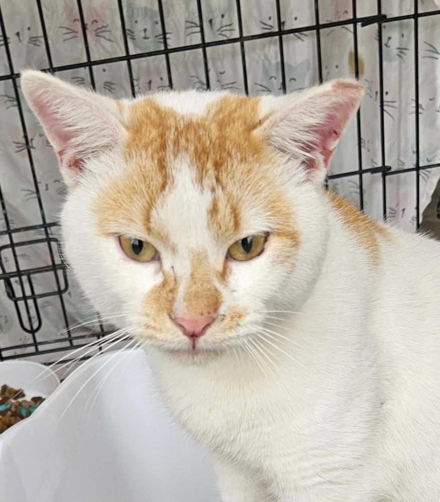 Enlarge Carmine, a Adoptable Domestic Short Hair in Panama City Beach, FL image 6/6