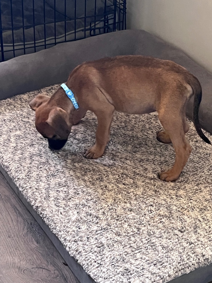 Wyatt, Adopted, Puppy Male Black Mouth Cur & Shepherd.