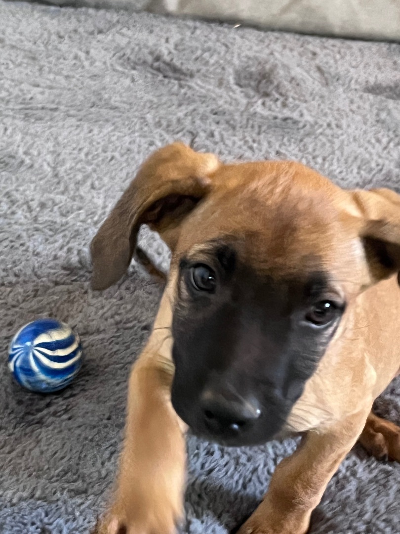 Wyatt, a Adopted mixed breed in Gilbert, AZ image 3/5