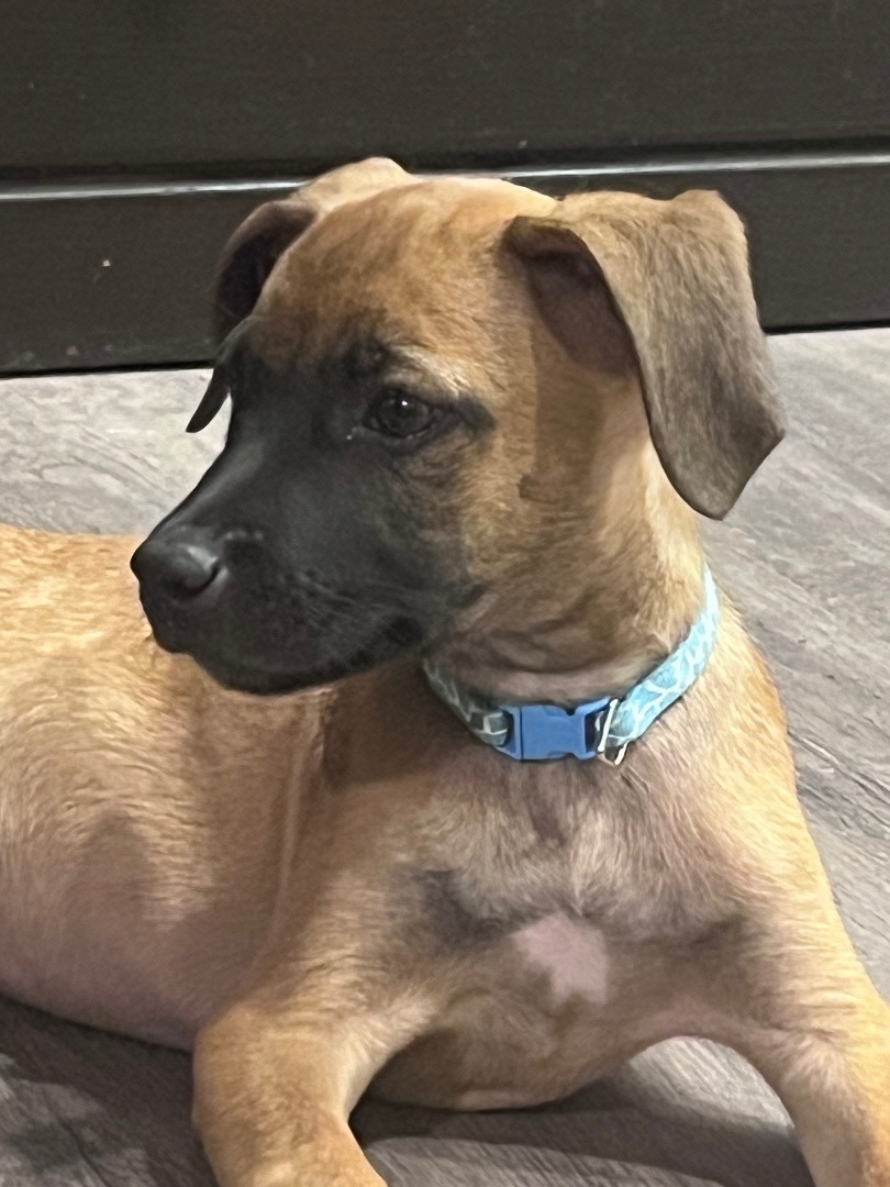 Wyatt, a Adopted mixed breed in Gilbert, AZ image 4/5