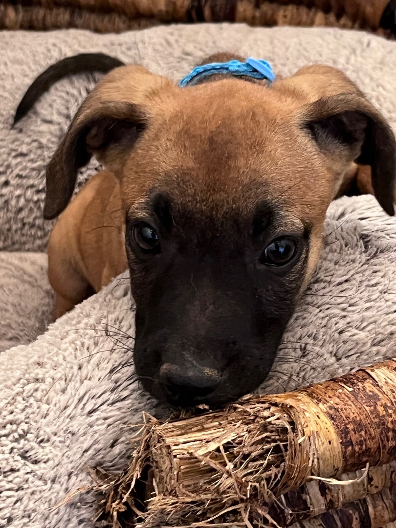 Wyatt, a Adopted mixed breed in Gilbert, AZ image 5/5