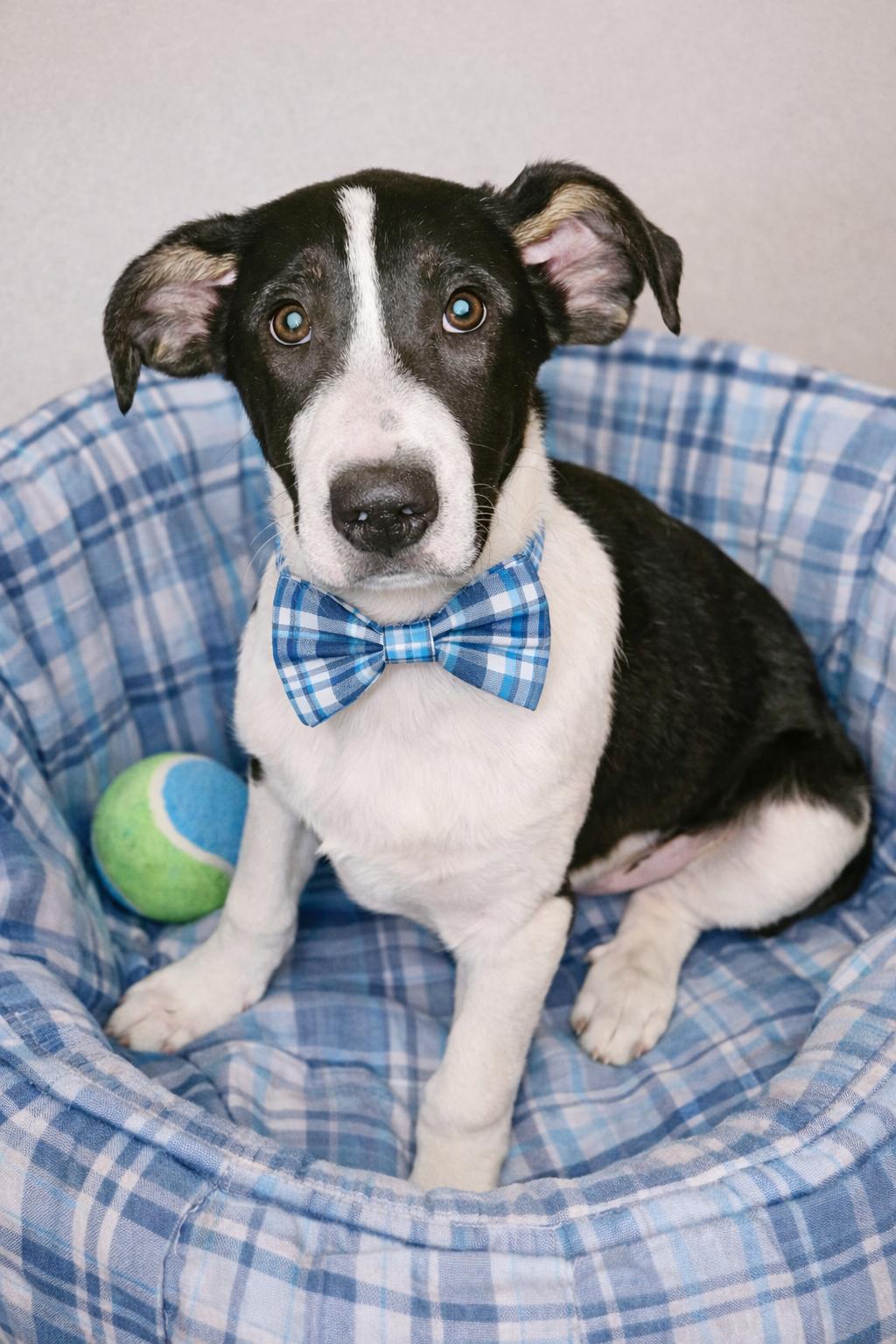 Border Collie male puppy, Adoptable, Young Male Border Collie.