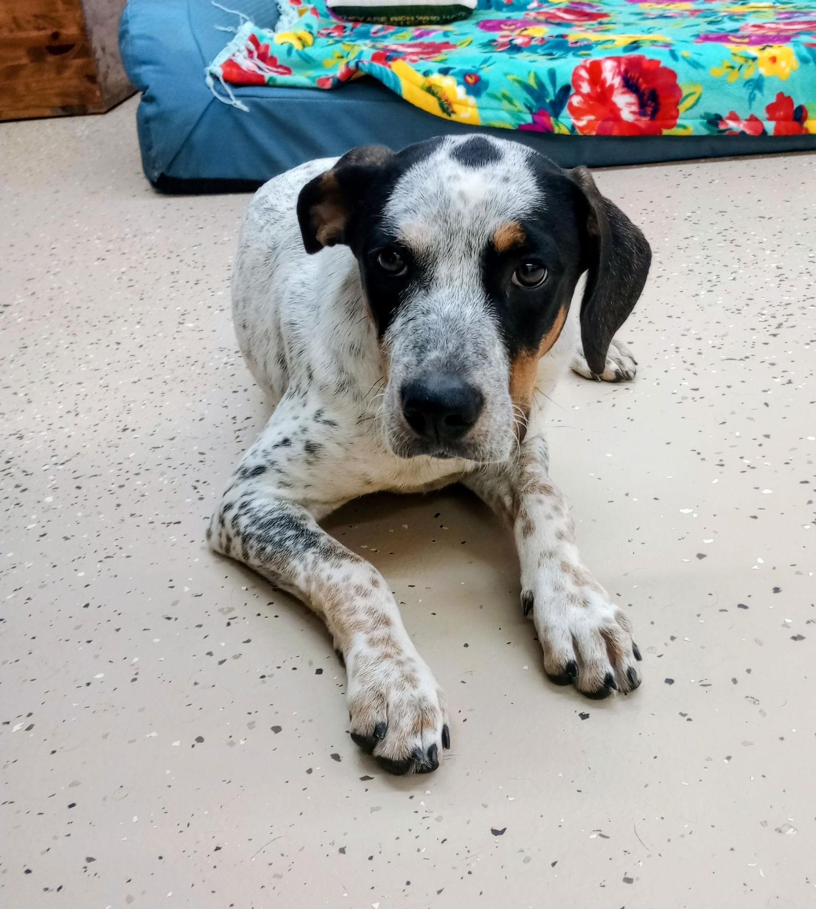 Enlarge Buff, a Adoptable Cattle Dog in York, SC image 1/3