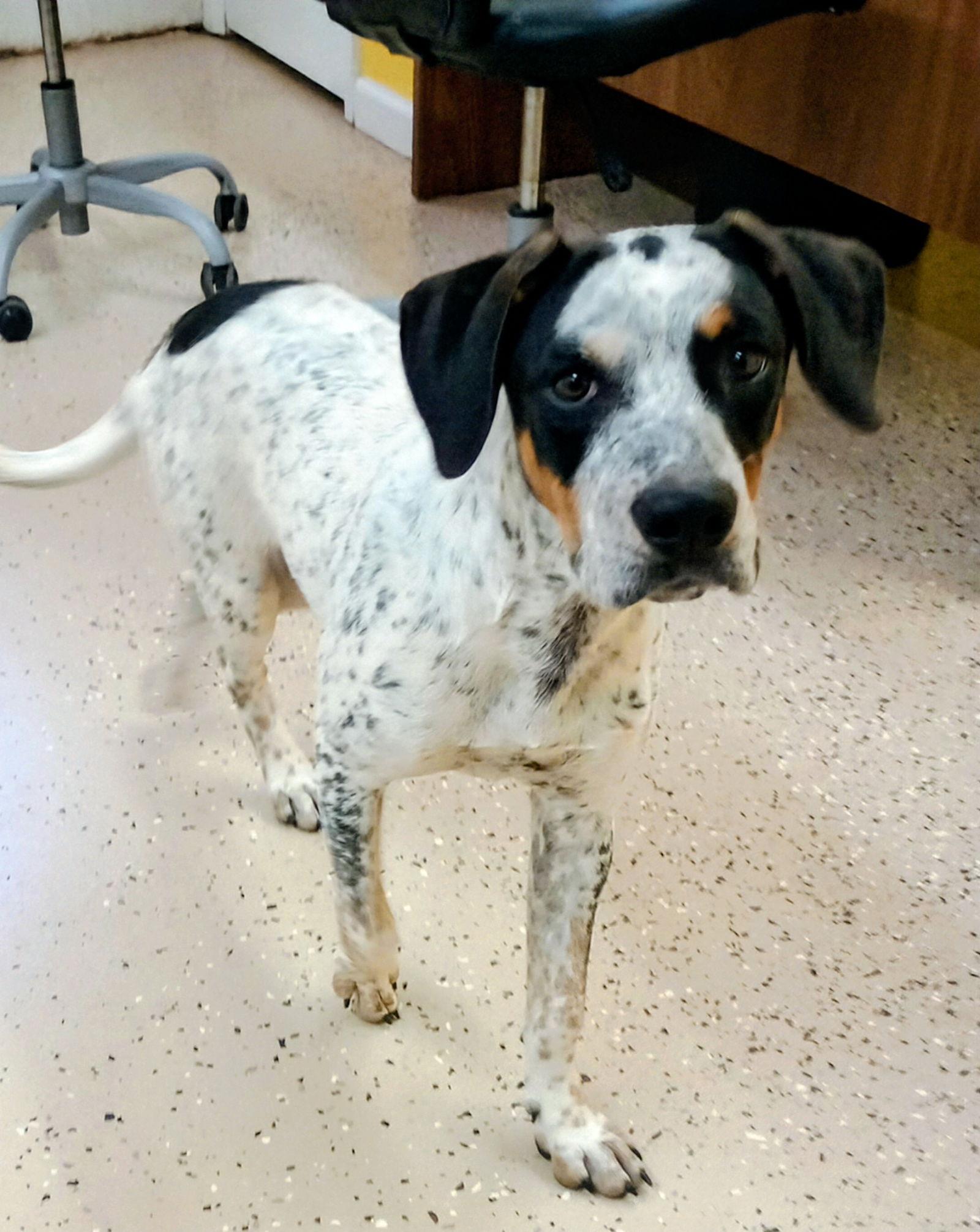 Enlarge Buff, a Adoptable Cattle Dog in York, SC image 2/3