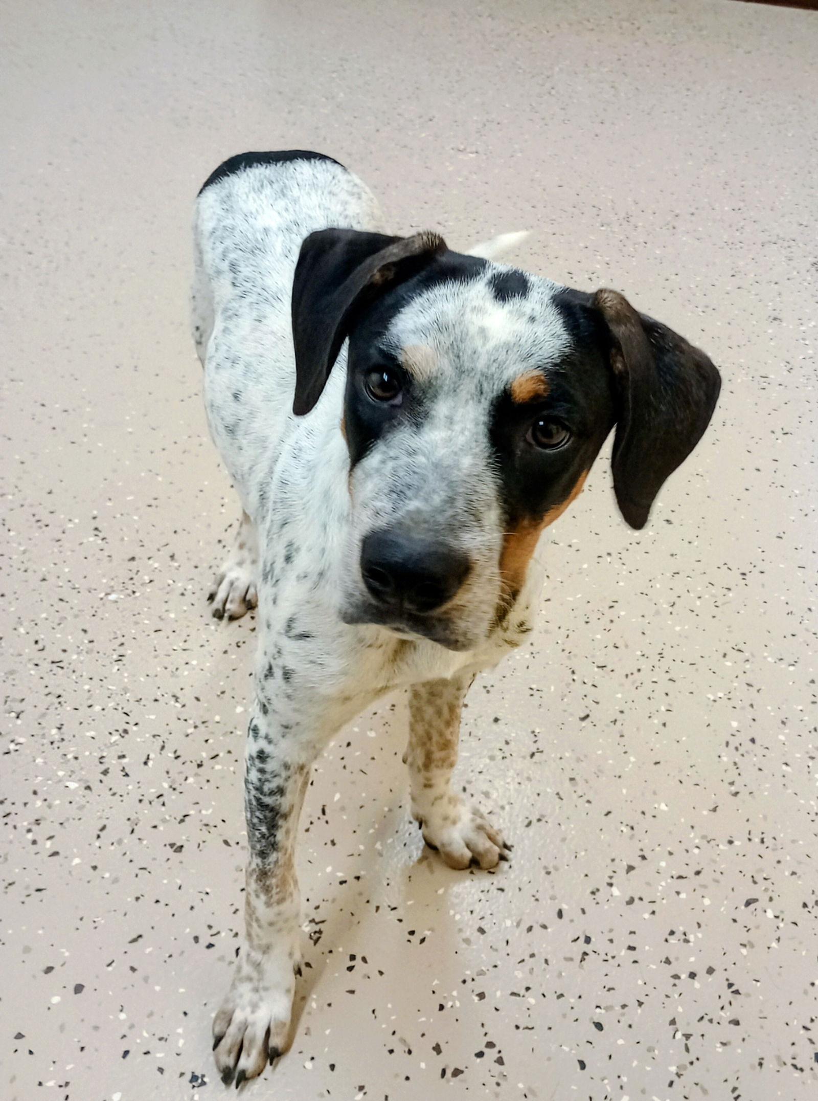 Enlarge Buff, a Adoptable Cattle Dog in York, SC image 3/3