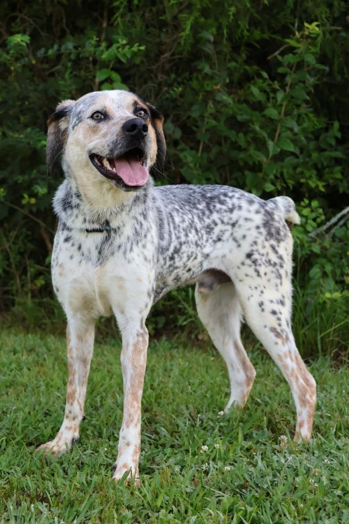 Charlie, Adoptable, Puppy Male Mixed Breed.