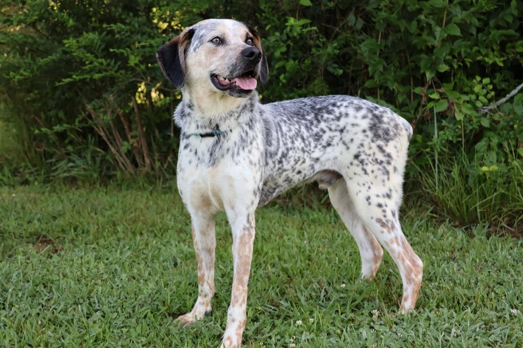 Enlarge Charlie, a Adoptable mixed breed in Columbia, TN image 2/5