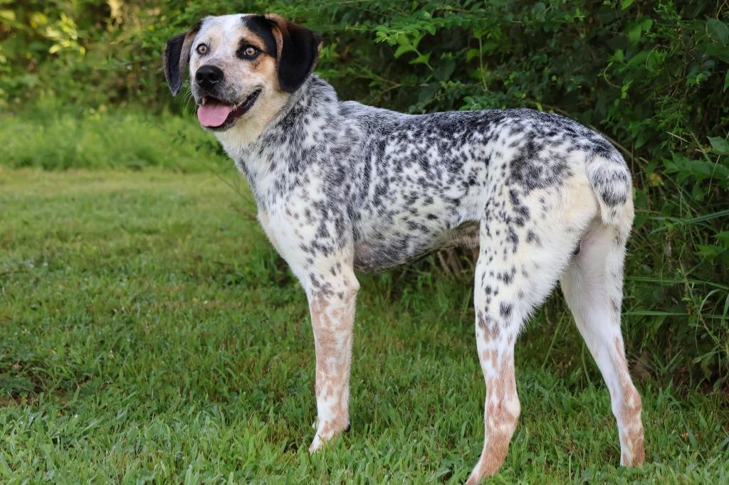 Enlarge Charlie, a Adoptable mixed breed in Columbia, TN image 3/5