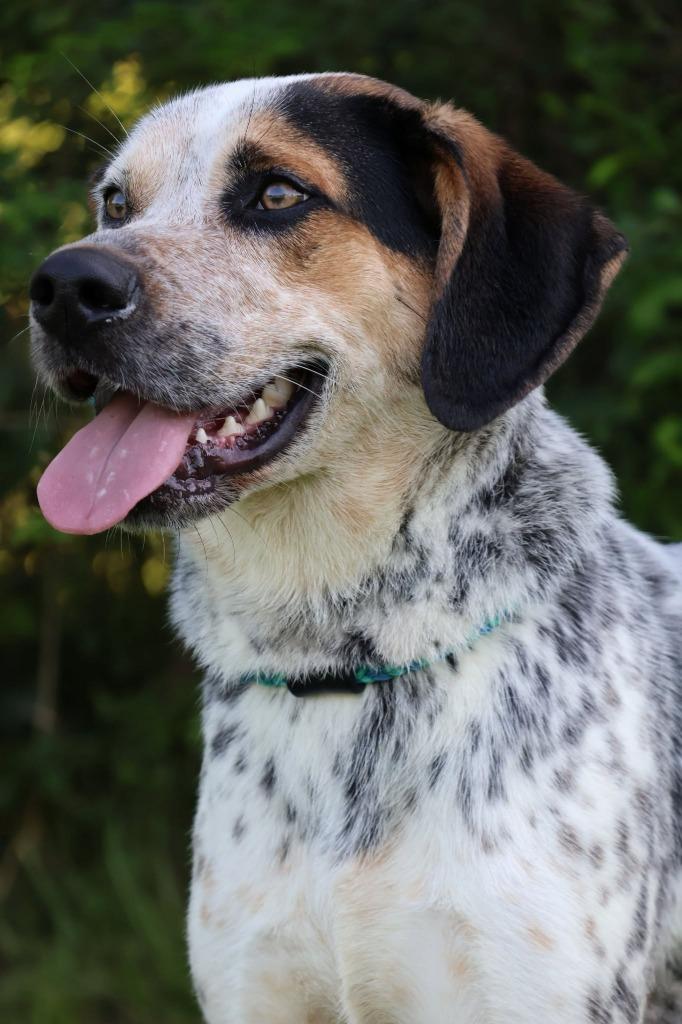 Enlarge Charlie, a Adoptable mixed breed in Columbia, TN image 4/5
