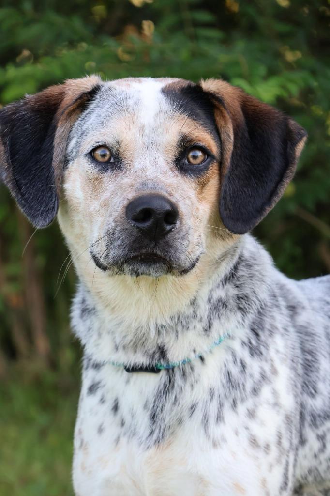 Enlarge Charlie, a Adoptable mixed breed in Columbia, TN image 5/5