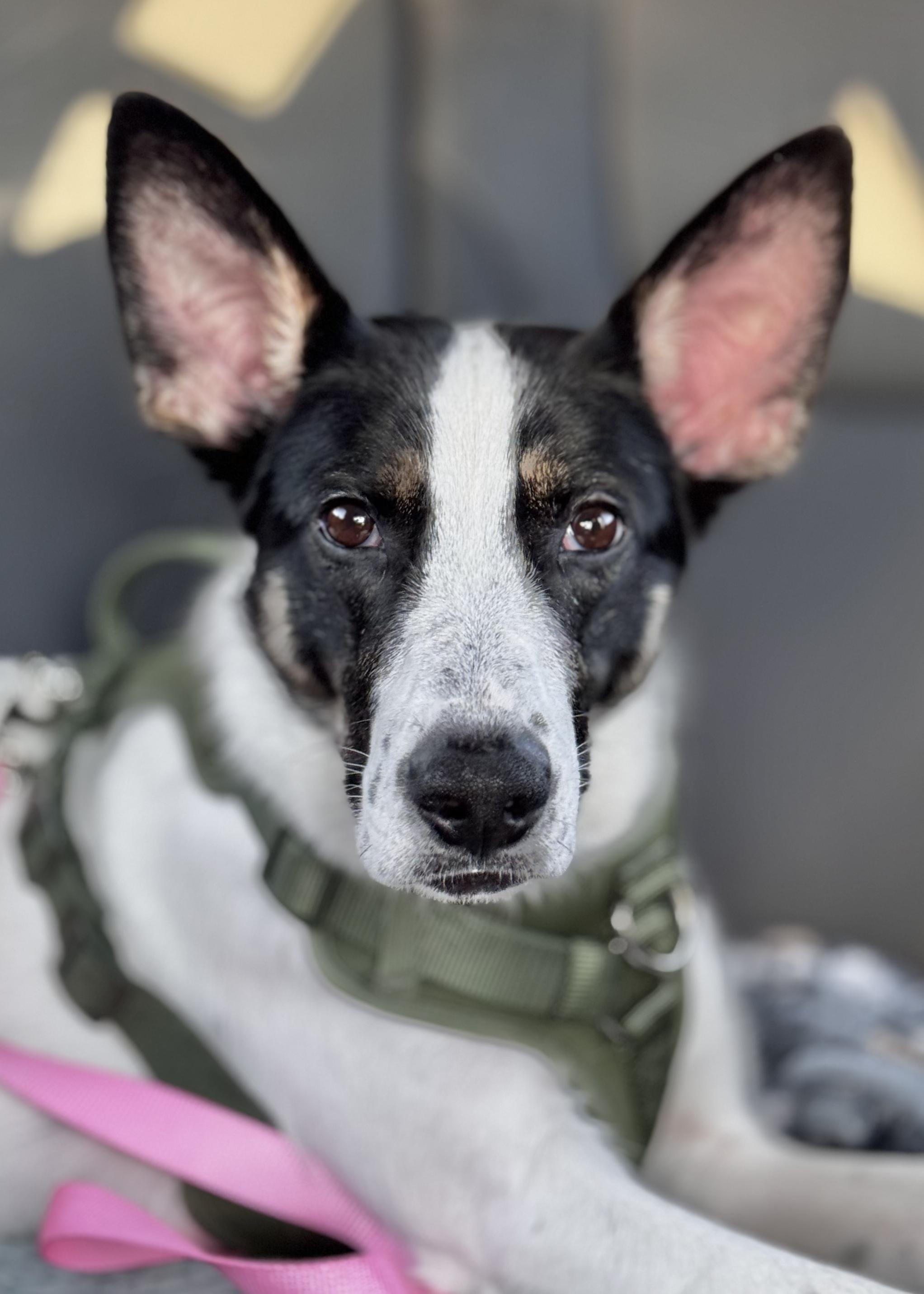 Indi, a Adoptable mixed breed in Bend, OR image 1/6