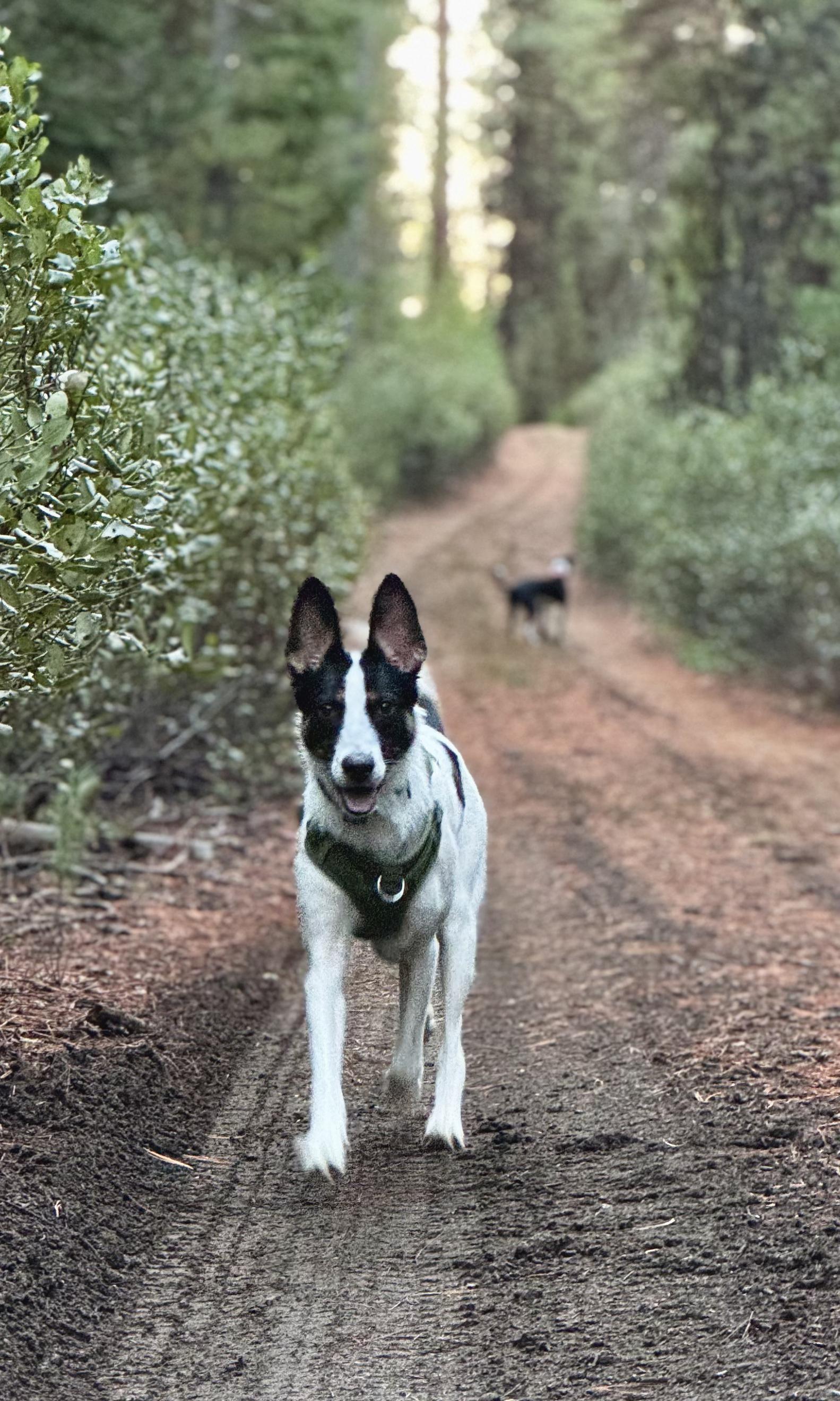 Indi, a Adoptable mixed breed in Bend, OR image 5/6