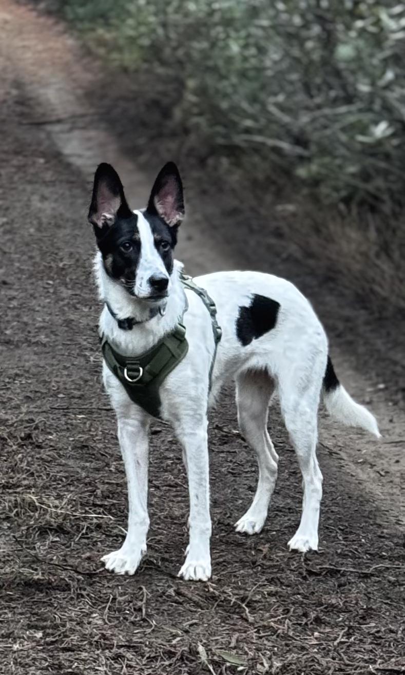 Indi, a Adoptable mixed breed in Bend, OR image 4/6