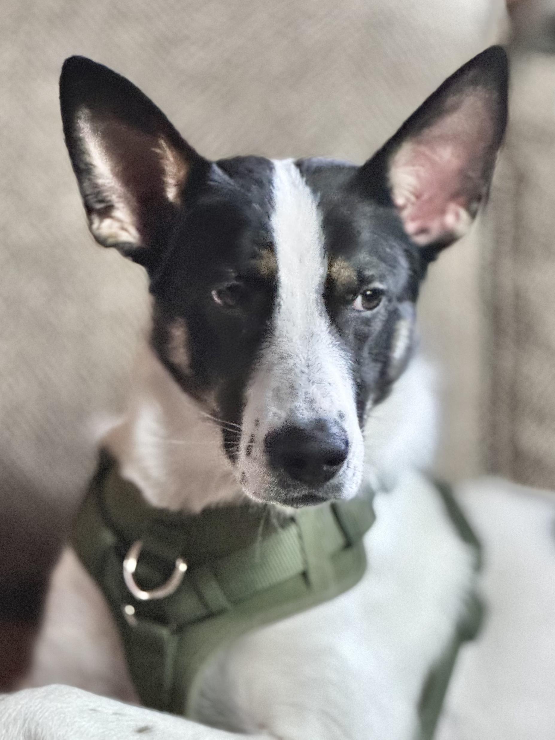 Indi, a Adoptable mixed breed in Bend, OR image 3/6