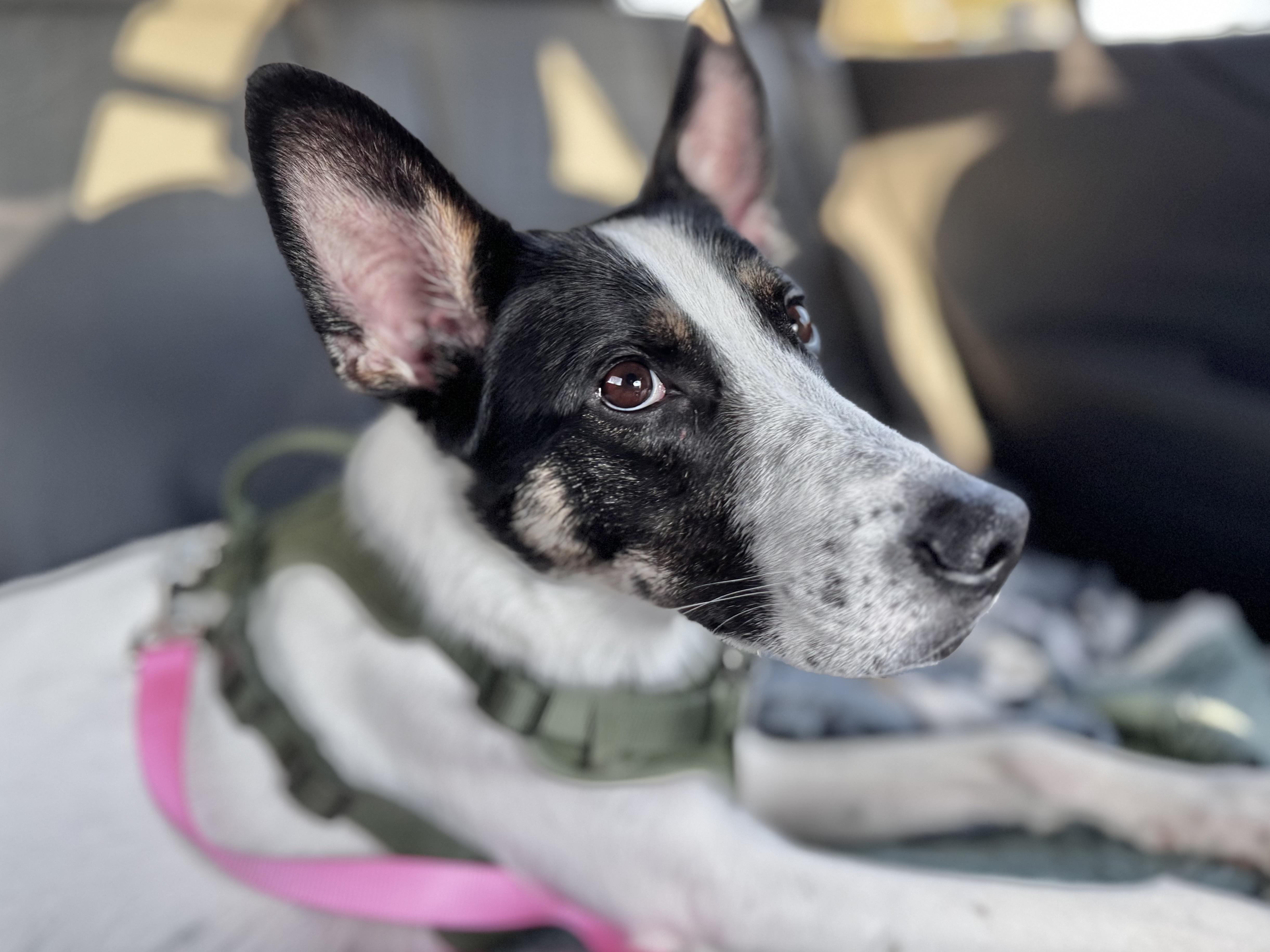 Indi, a Adoptable mixed breed in Bend, OR image 6/6