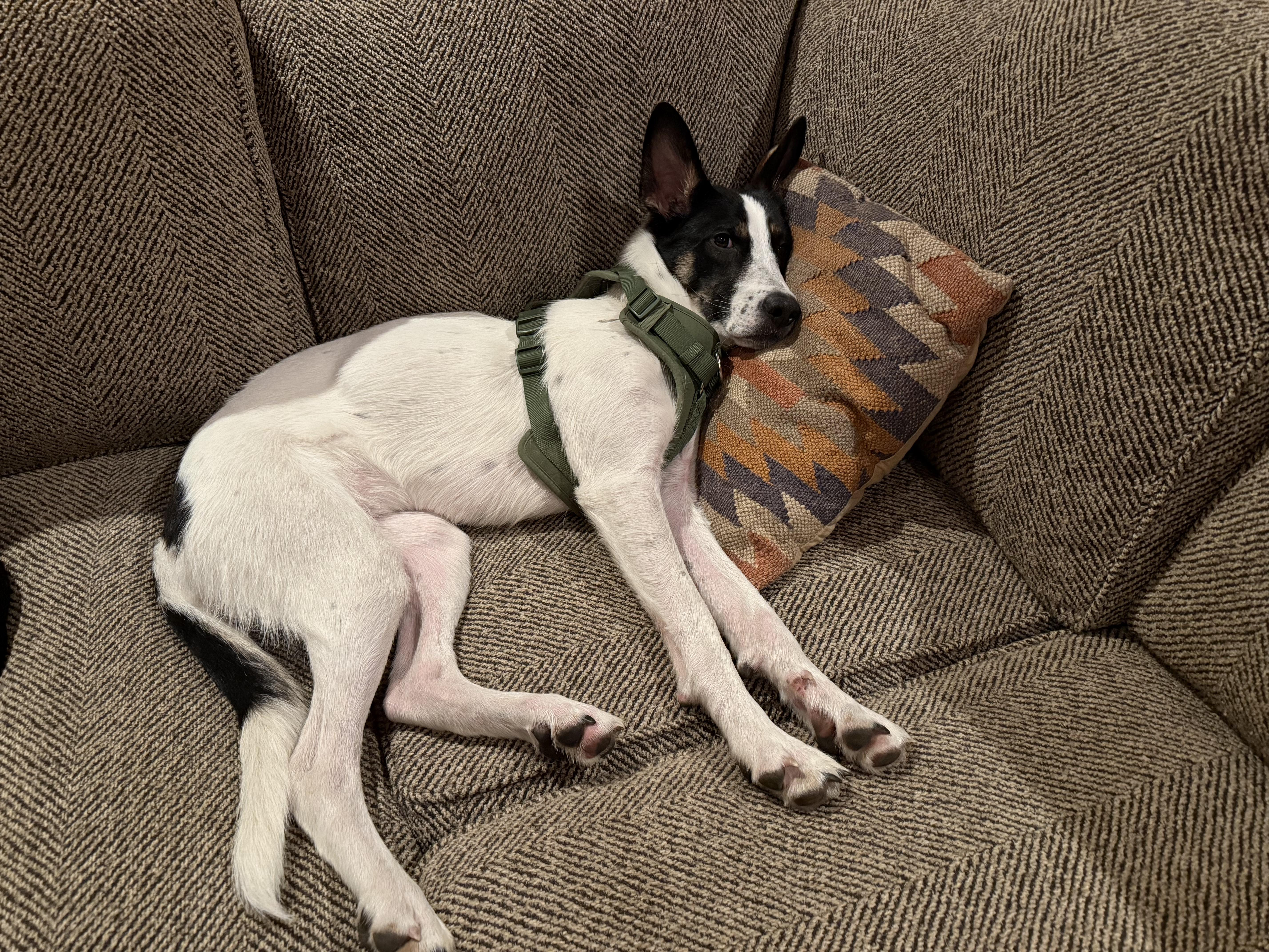 Indi, a Adoptable mixed breed in Bend, OR image 2/6