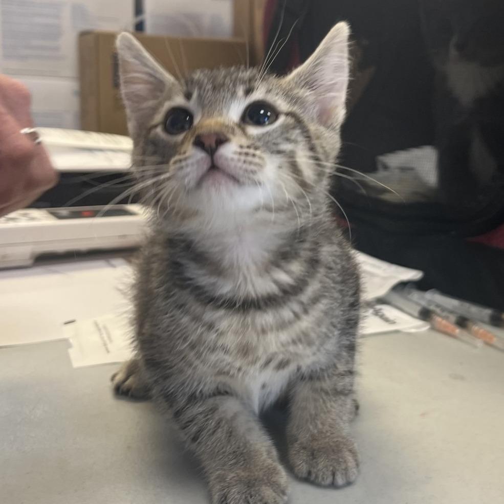 Enlarge Clover, a Adoptable Domestic Short Hair in Greensboro, GA image 1/4