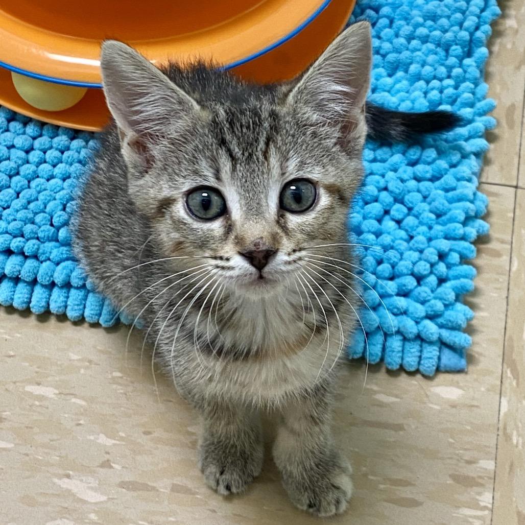 Enlarge Clover, a Adoptable Domestic Short Hair in Greensboro, GA image 2/4