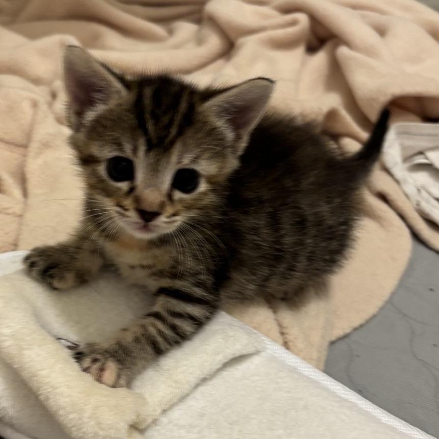 Enlarge Clover, a Adoptable Domestic Short Hair in Greensboro, GA image 3/4