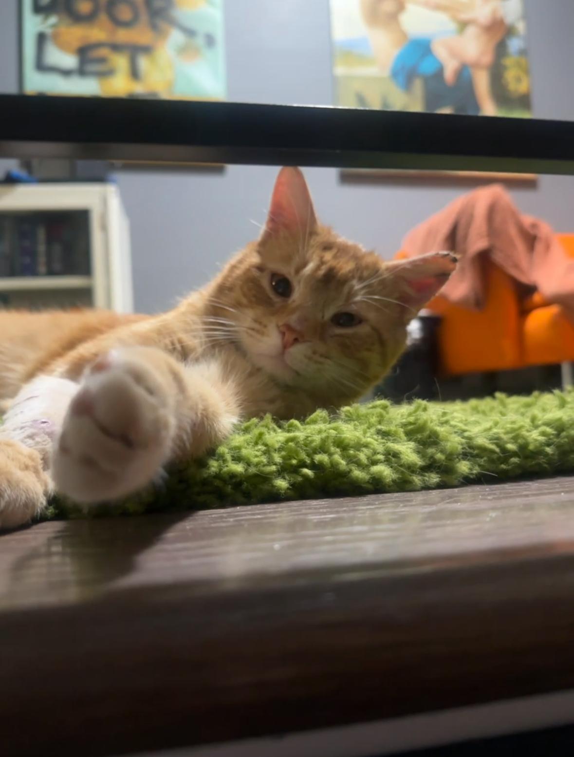 Enlarge James Van Der Purr, a ADOPTABLE Domestic Short Hair in Philadelphia, PA image 4/5