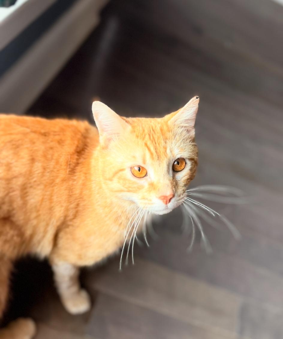 Enlarge James Van Der Purr, a ADOPTABLE Domestic Short Hair in Philadelphia, PA image 3/5