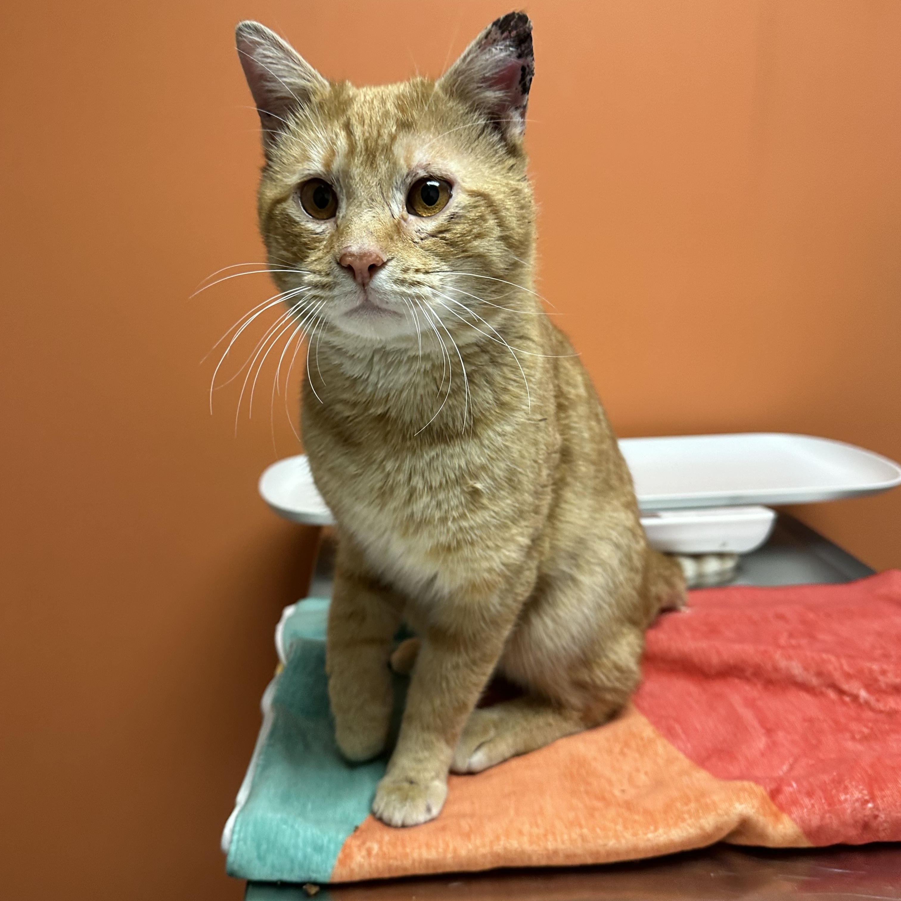 Enlarge James Van Der Purr, a ADOPTABLE Domestic Short Hair in Philadelphia, PA image 2/5