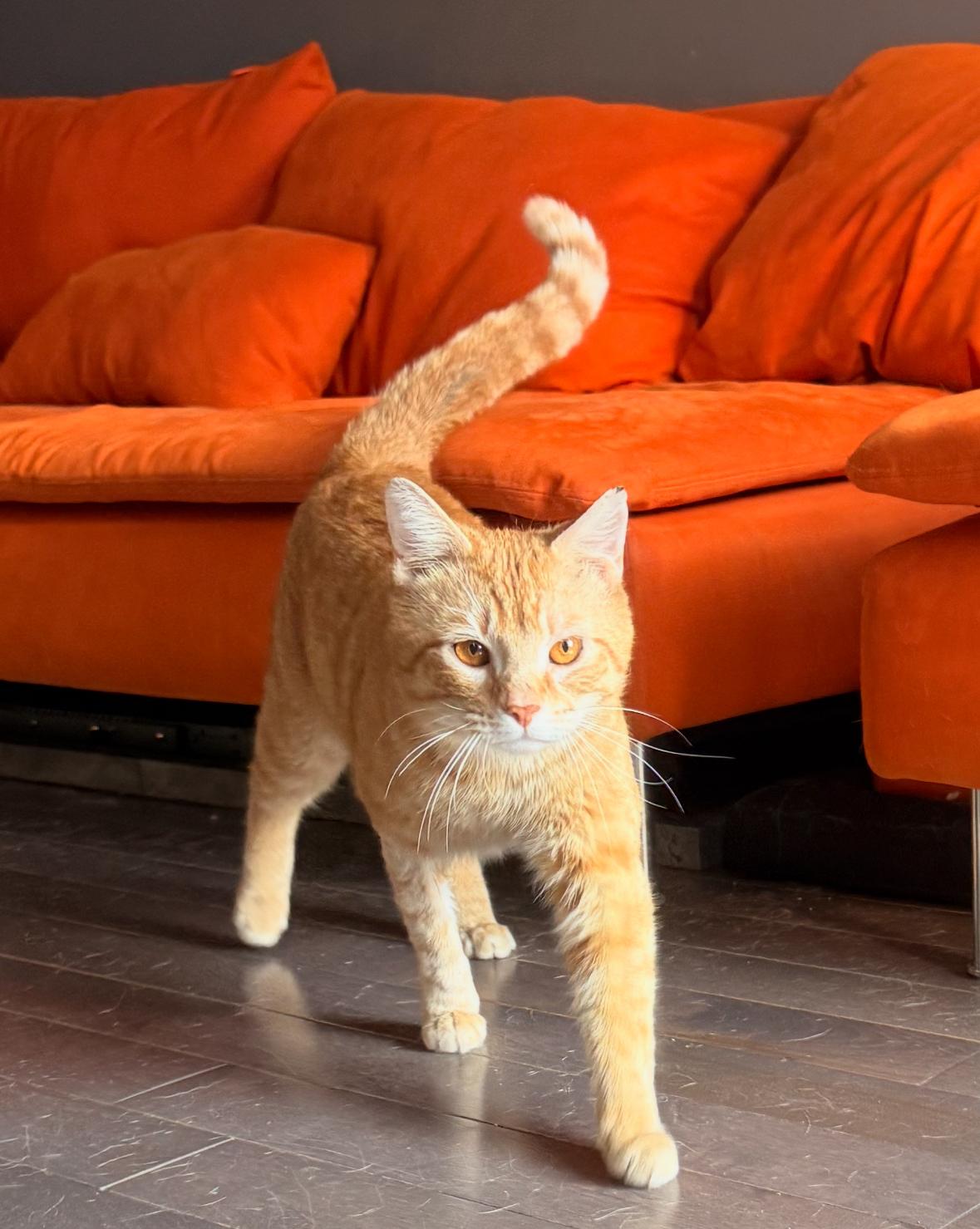 Enlarge James Van Der Purr, a ADOPTABLE Domestic Short Hair in Philadelphia, PA image 5/5