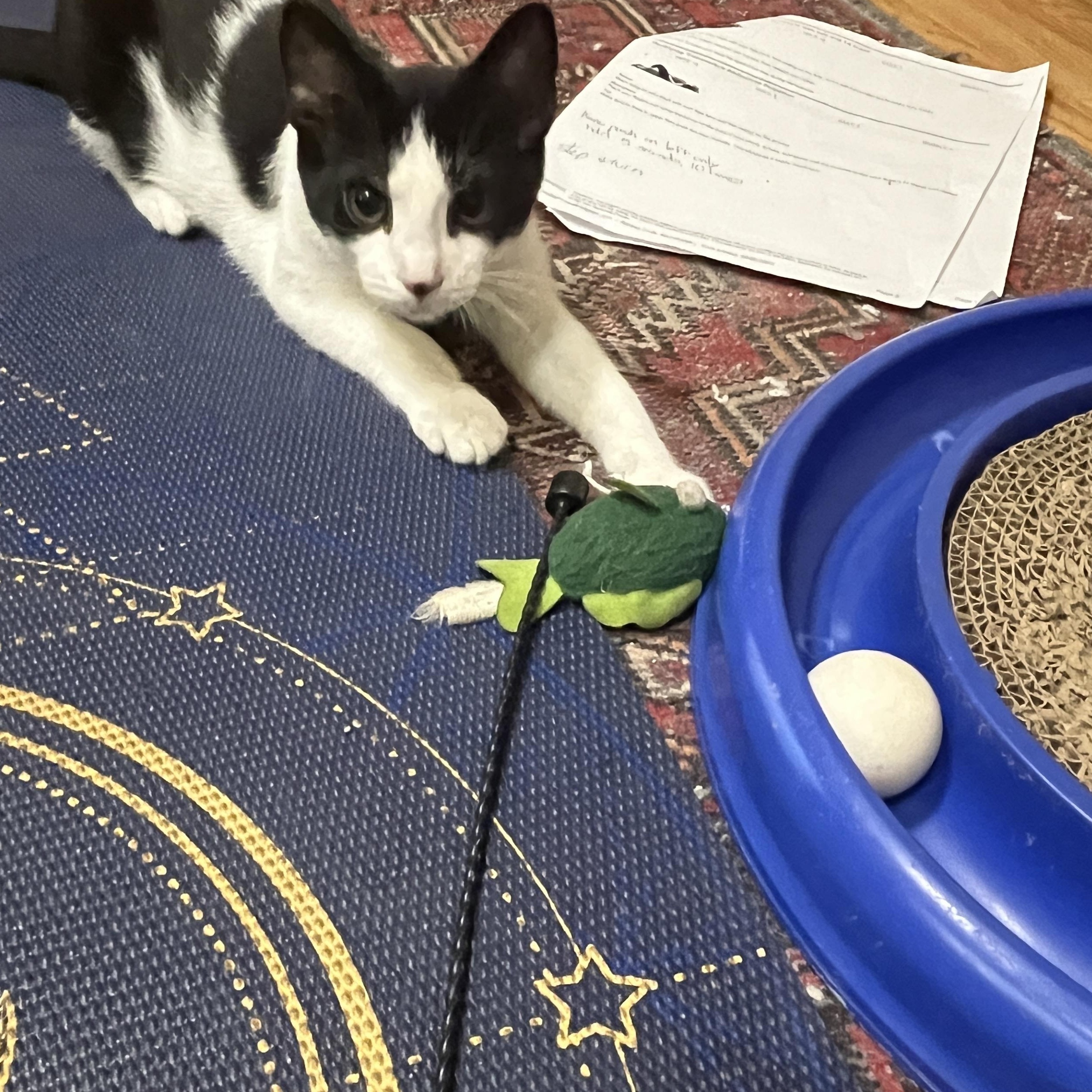 Inky, a Adoptable Domestic Short Hair in Louisville, KY image 1/3