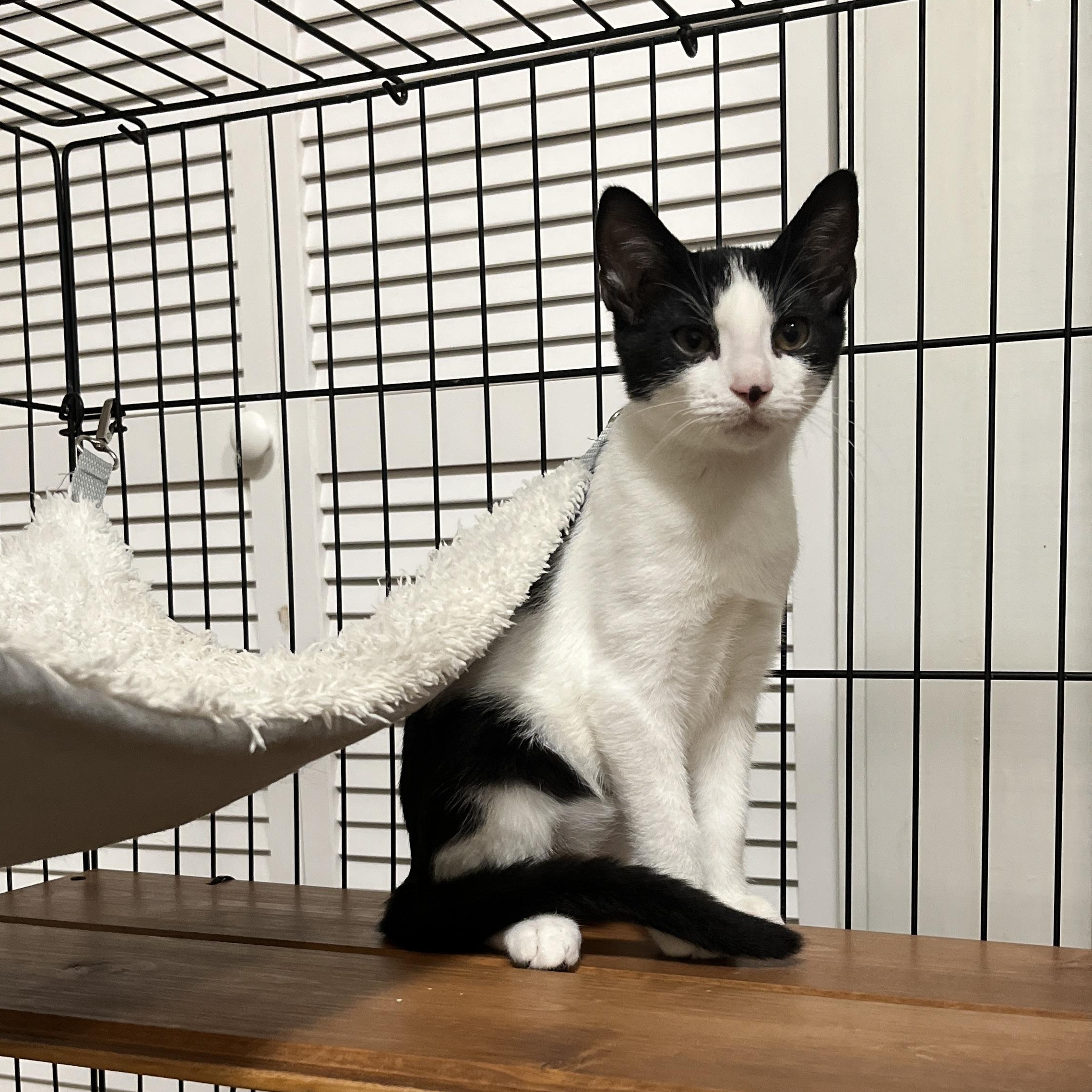 Inky, a Adoptable Domestic Short Hair in Louisville, KY image 2/3