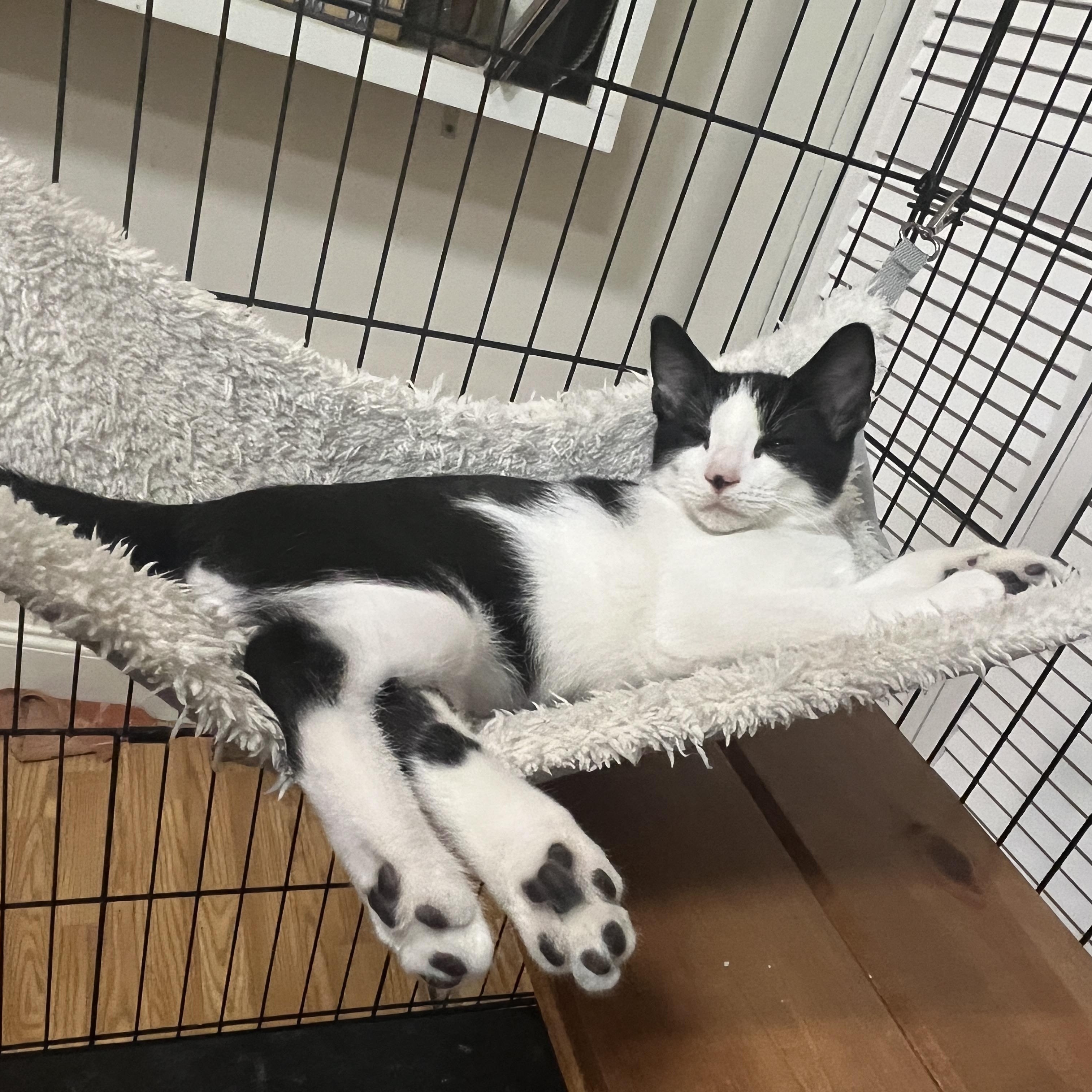 Inky, a Adoptable Domestic Short Hair in Louisville, KY image 3/3