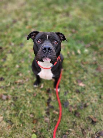PEPPER JACK, Adoptable, Adult Male Pit Bull Terrier.