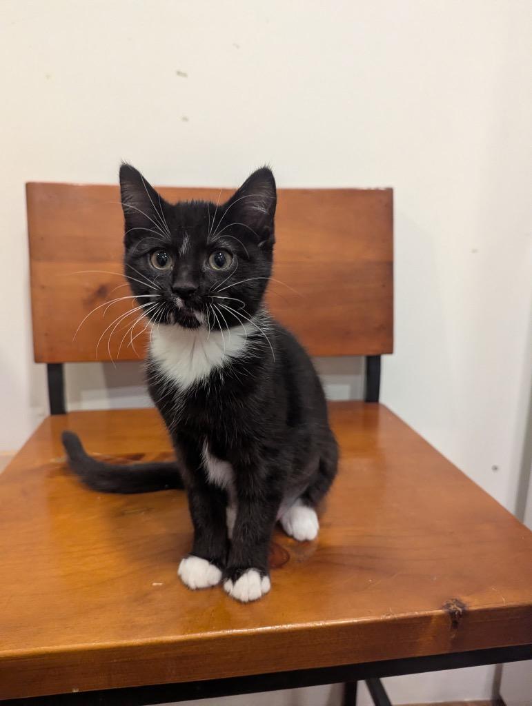 Noya, Adoptable, Kitten Female Domestic Short Hair.