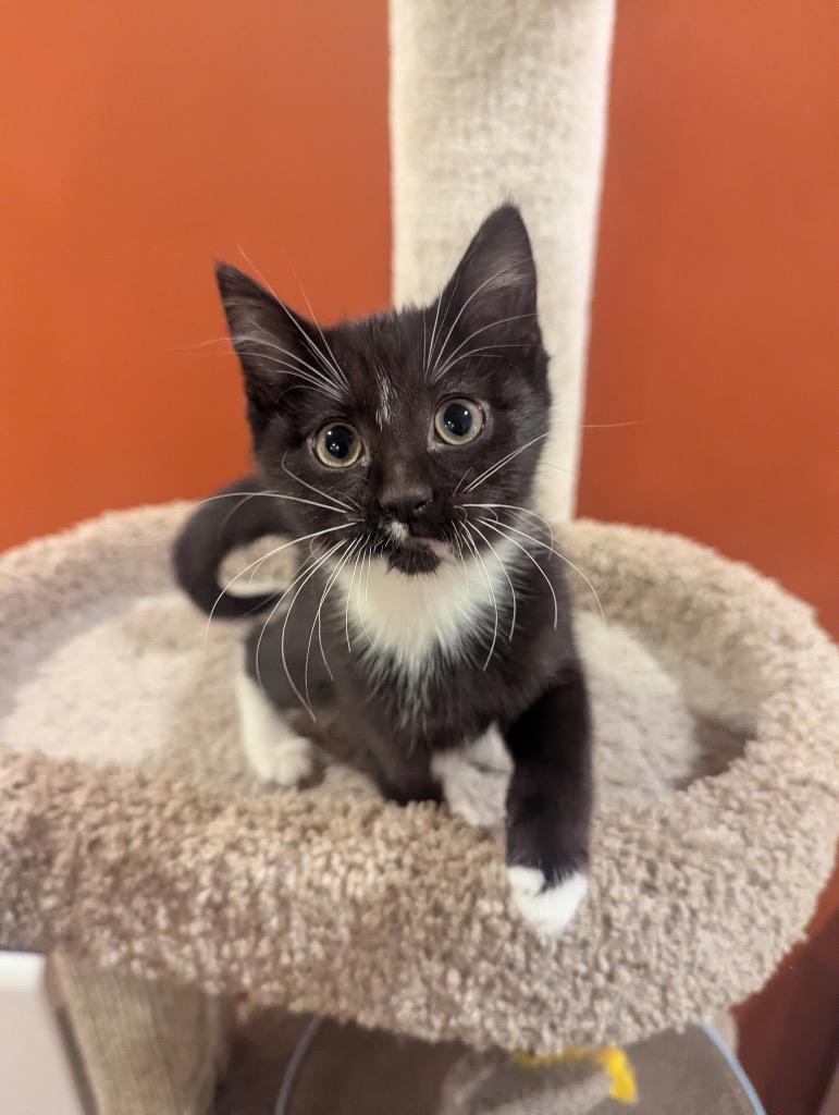 Enlarge Noya, a Adoptable mixed breed in Fort Oglethorpe, GA image 2/4