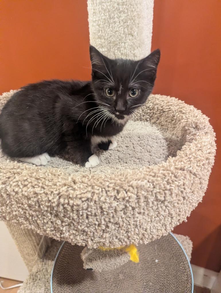 Enlarge Noya, a Adoptable mixed breed in Fort Oglethorpe, GA image 4/4