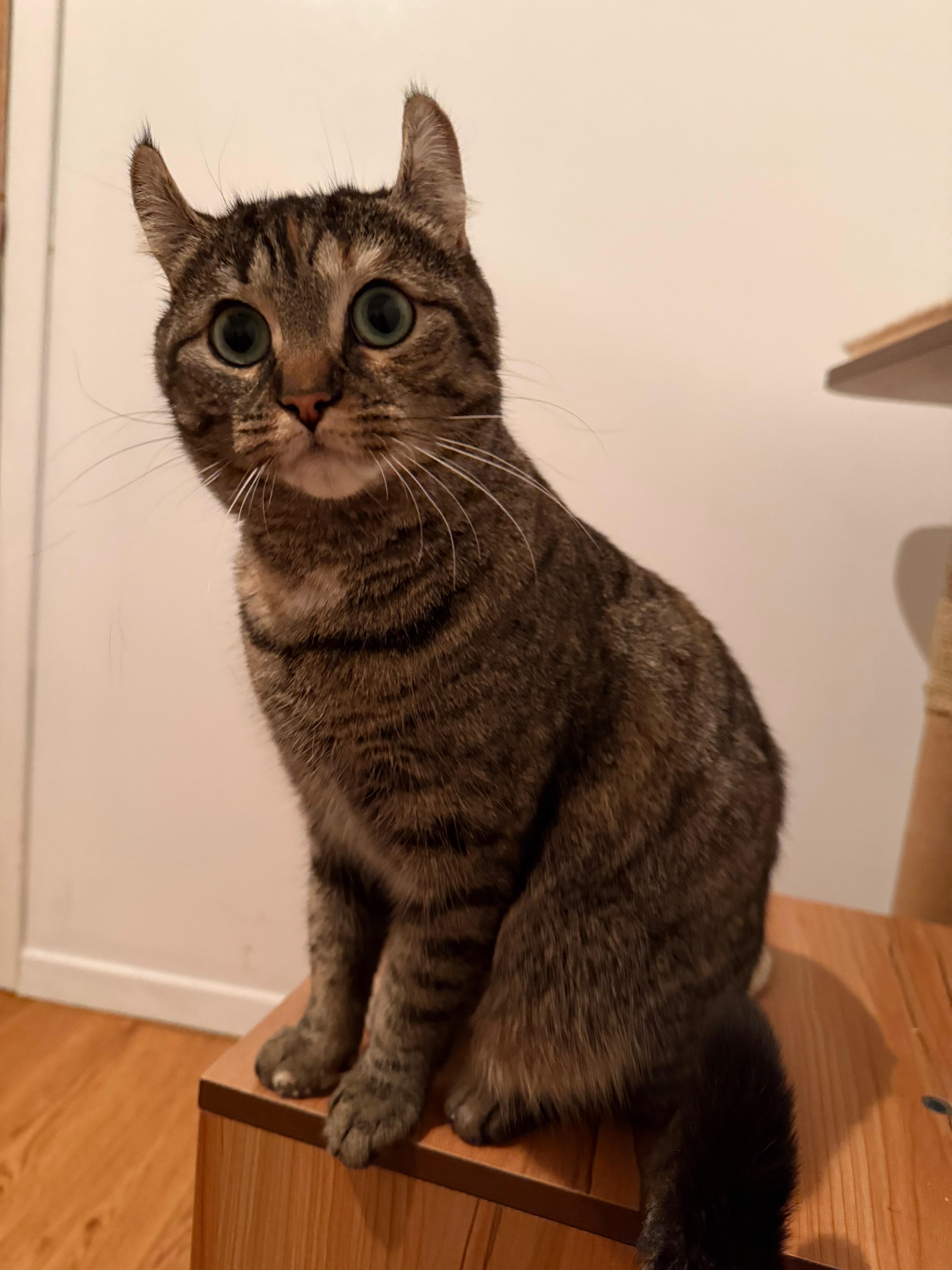 Onyx, a ADOPTABLE mixed breed in St-Valerien, QC image 3/4