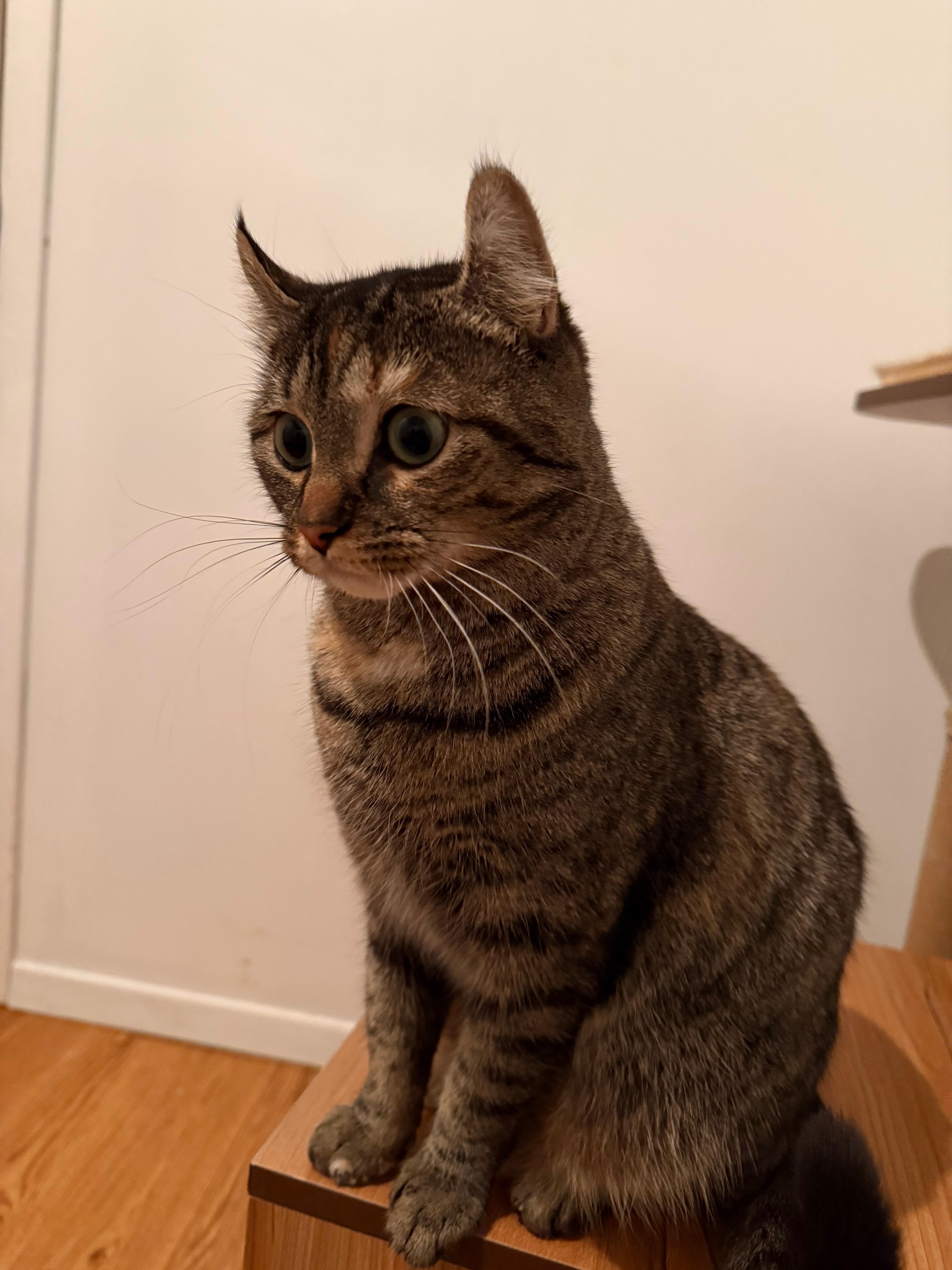 Onyx, a ADOPTABLE mixed breed in St-Valerien, QC image 2/4