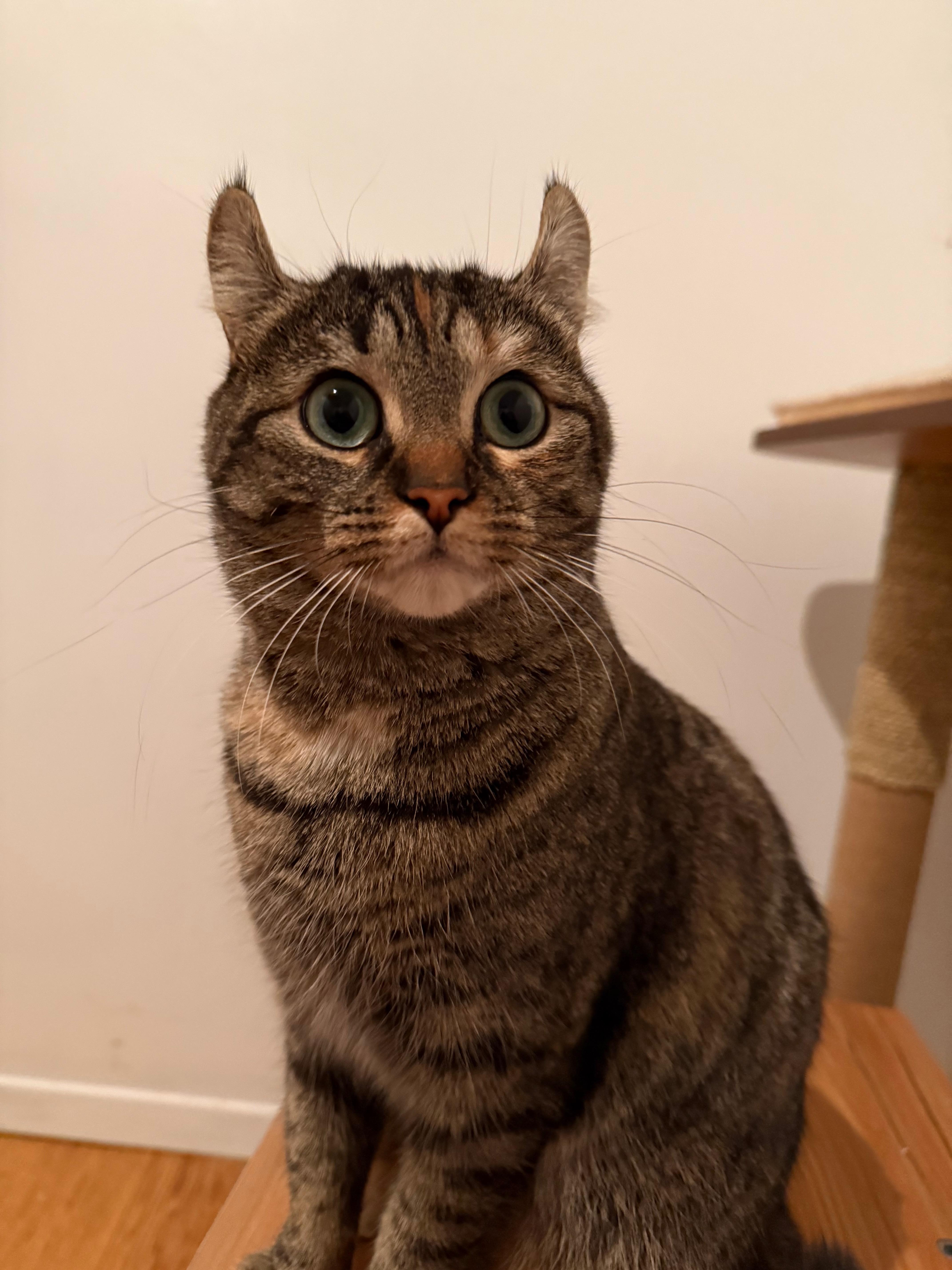 Onyx, ADOPTABLE, Adult Female Highland Fold & Domestic Short Hair.