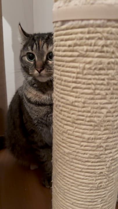 Enlarge Onyx, a ADOPTABLE mixed breed in St-Valerien, QC video 4/4