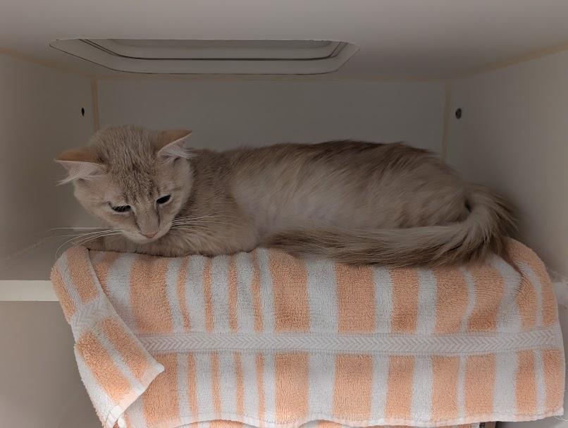 Enlarge Sandy, a ADOPTABLE Domestic Short Hair in Bellingham, WA image 6/6