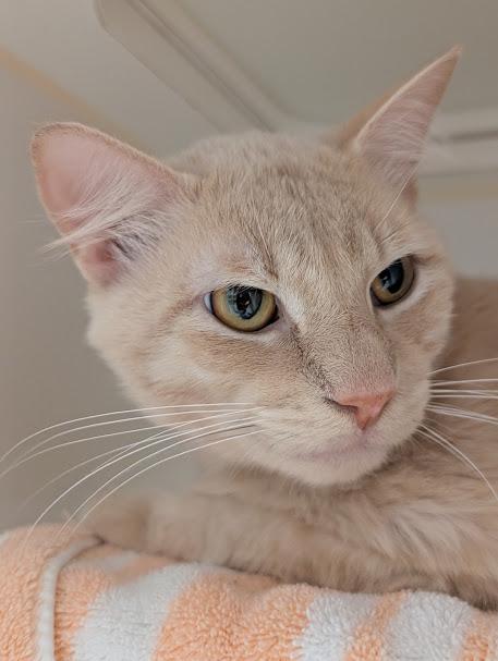 Enlarge Sandy, a ADOPTABLE Domestic Short Hair in Bellingham, WA image 4/6
